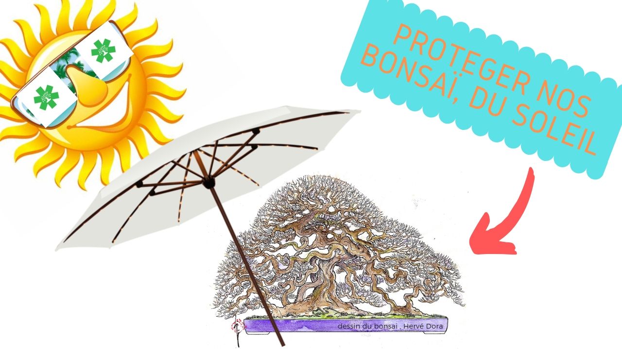 Protéger nos bonsaï du soleil