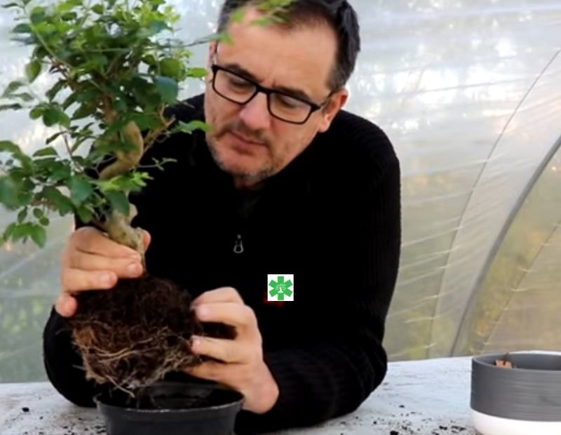 comment débuter le bonsai