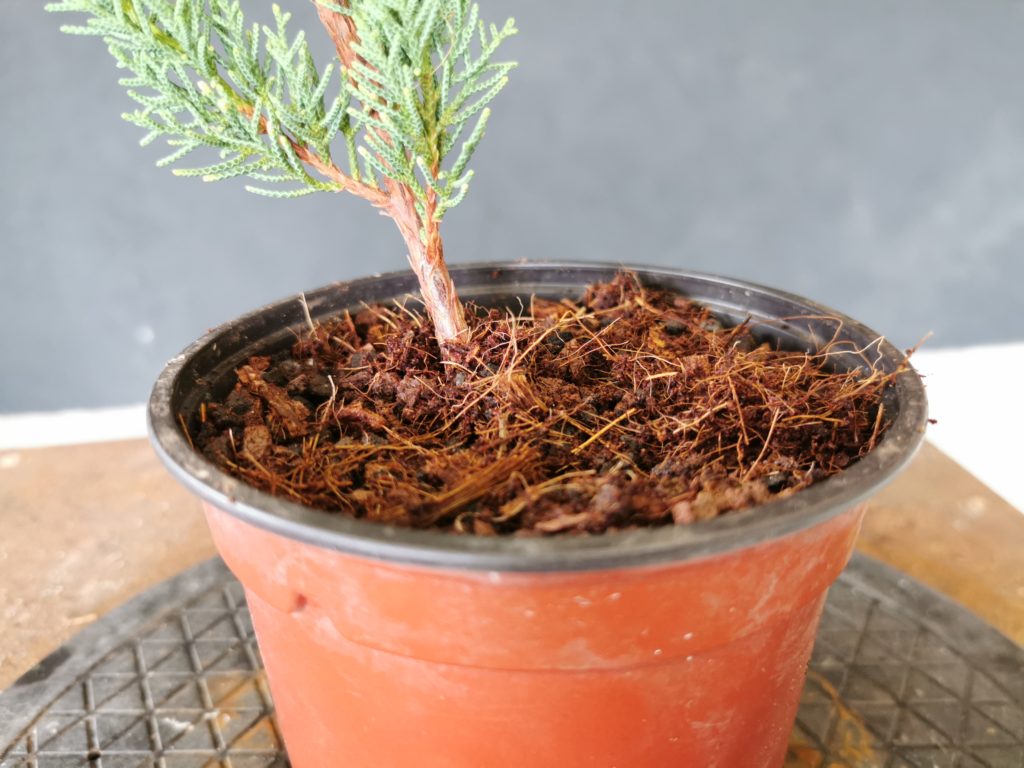 substrat genevrier bonsai