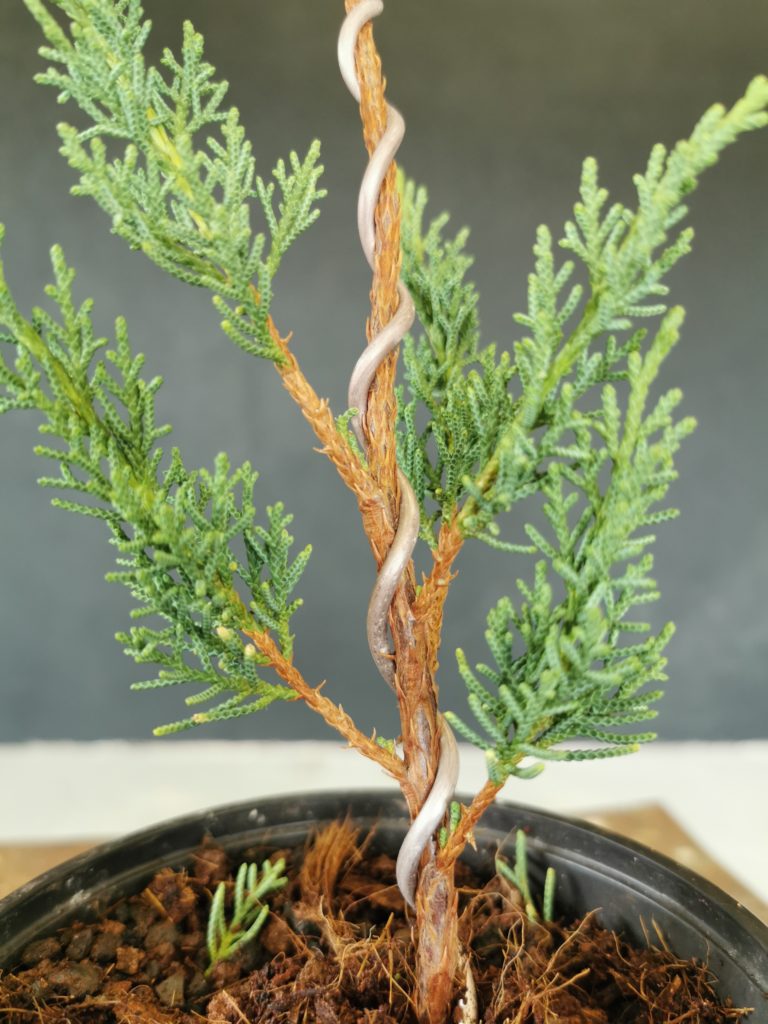 ligature genevrier bonsai