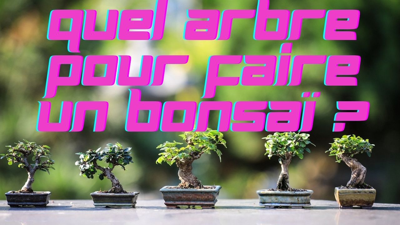 Comment rempoter un bonsaï ?