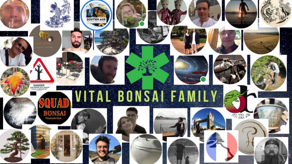 VITAL BONSAI FAMILY