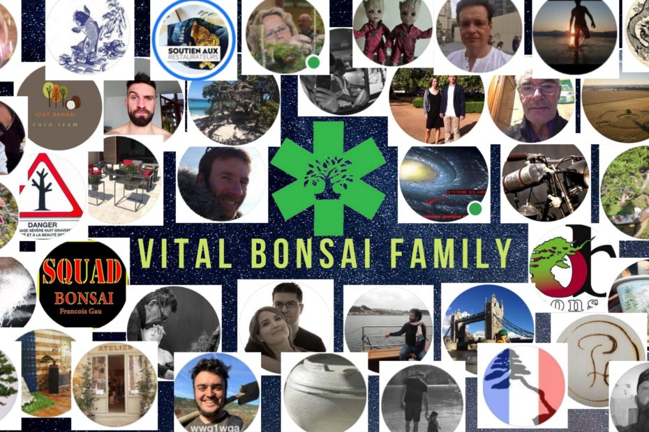 VITAL BONSAI FAMILY