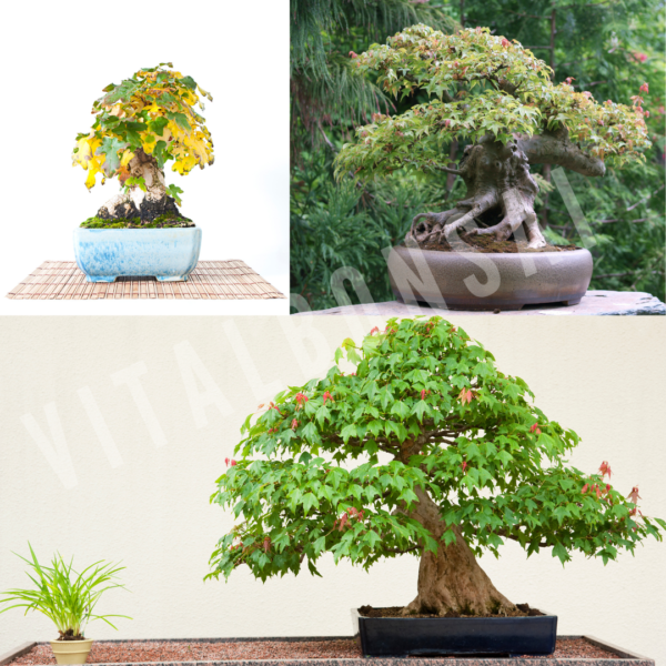 Acer Buergerianum l’ÉRABLE de BUERGER en Bonsai Le guide ultime pour