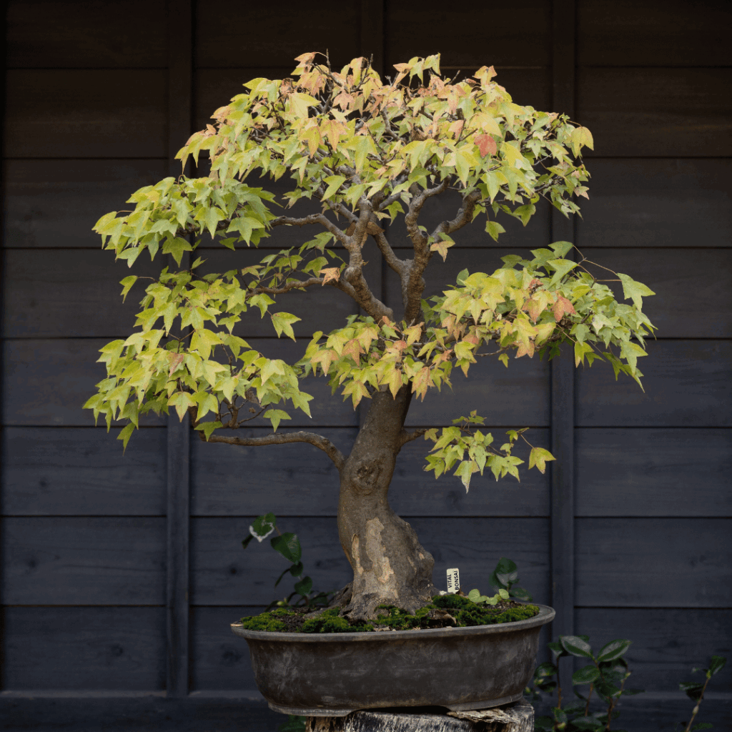 Erable de Buerger Acer buergerianum érable trident - Vital Bonsai Shop