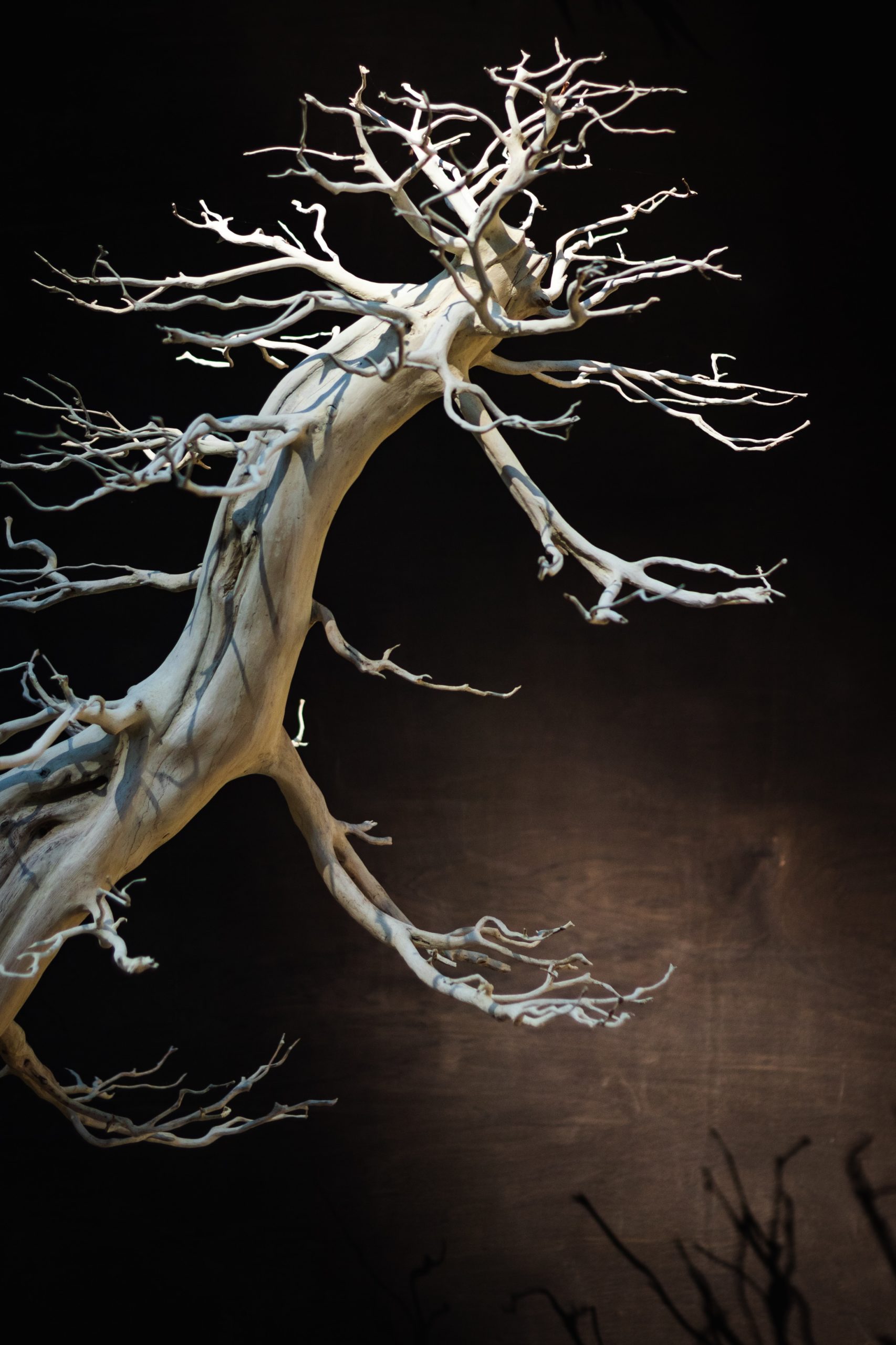 Exposer un bonsaï MORT Vital Bonsai