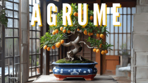 citronnier en bonsaï - vitalbonsai