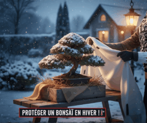 Proteger-bonsai-hiver-vital-bonsai
