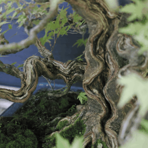 bois mort feuillus arbre de Herve Dora - Vital Bonsaï