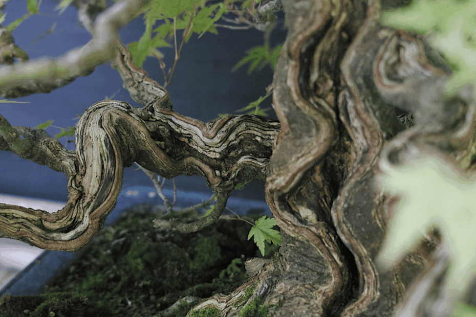 bois mort feuillus arbre de Herve Dora - Vital Bonsaï