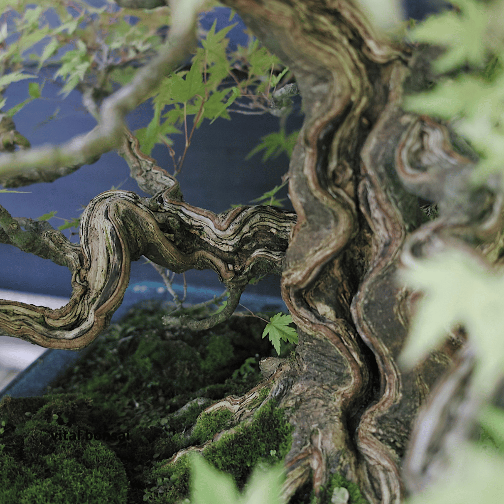 bois mort sur un érable arbre de Herve Dora - Vital Bonsaï