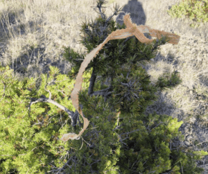 plastique laissé sur site yamadori - vital bonsai