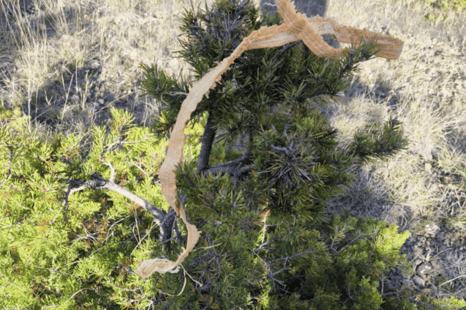 plastique laissé sur site yamadori - vital bonsai