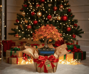 offrir un bonsaï - vitalbonsai